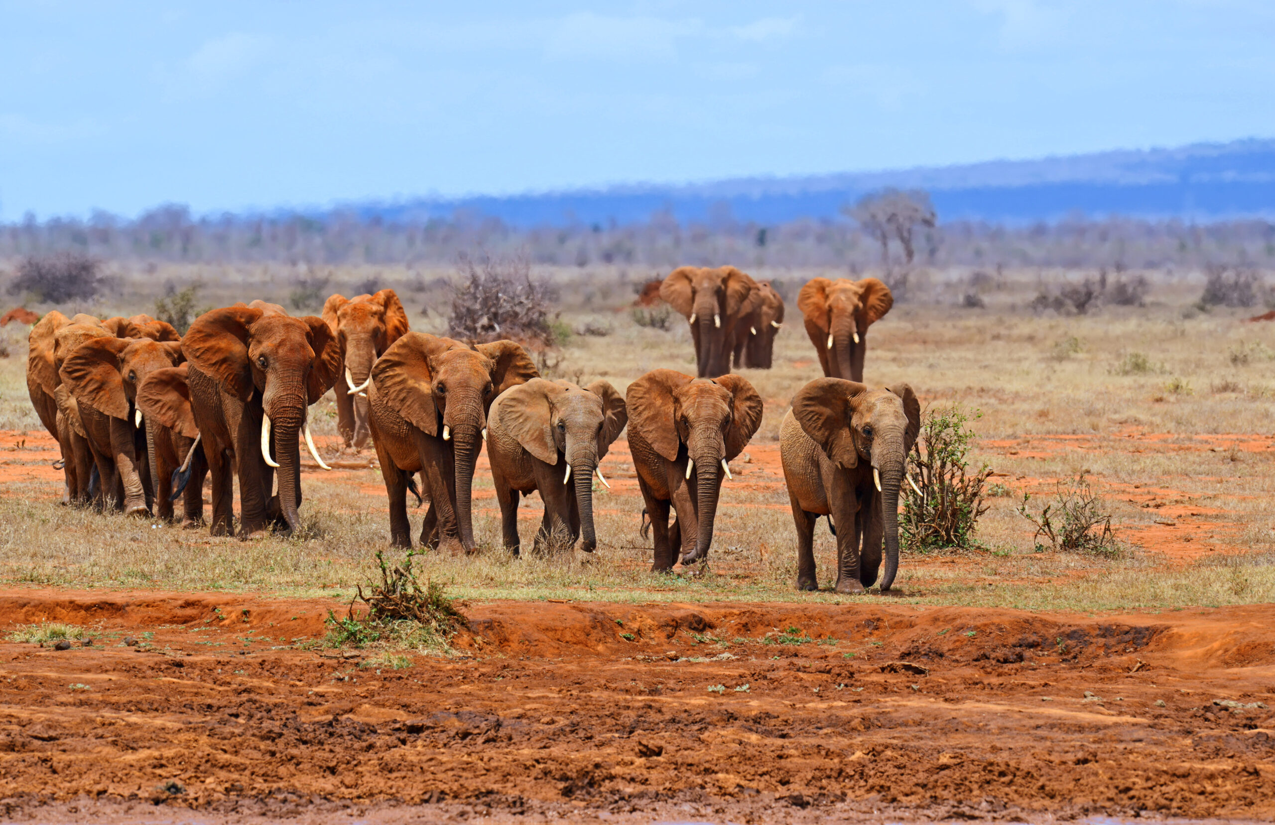 Elefanter i Tsavo East Kenya