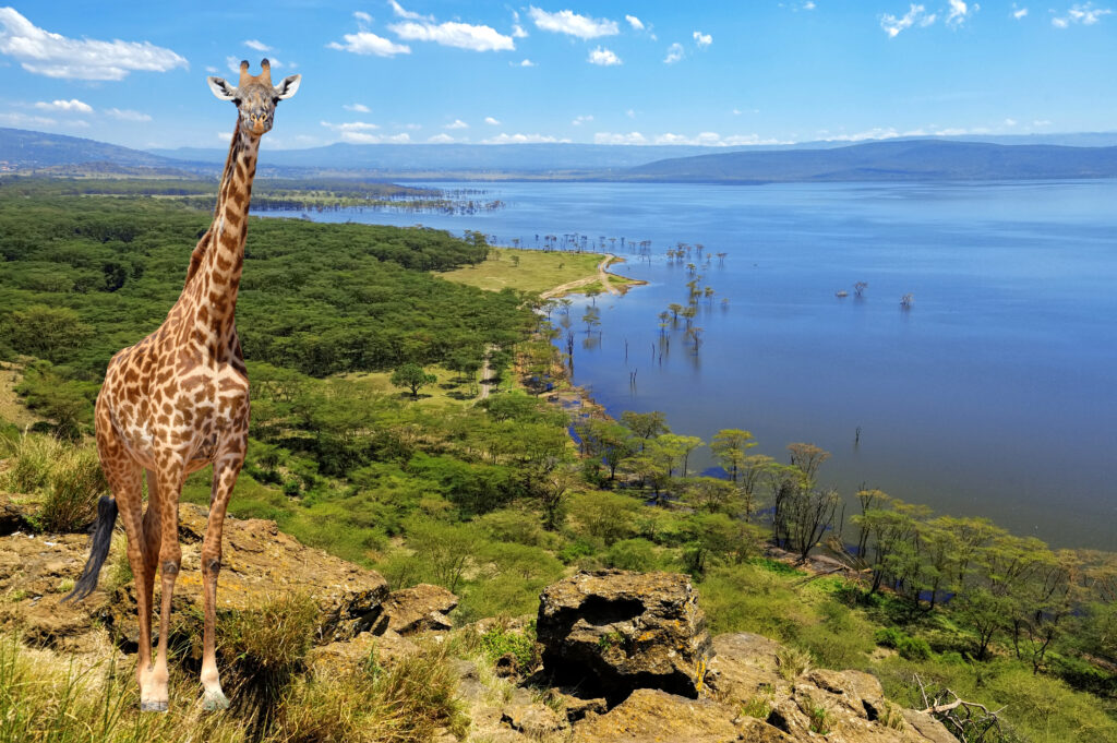 Giraff i Lake Nakuru