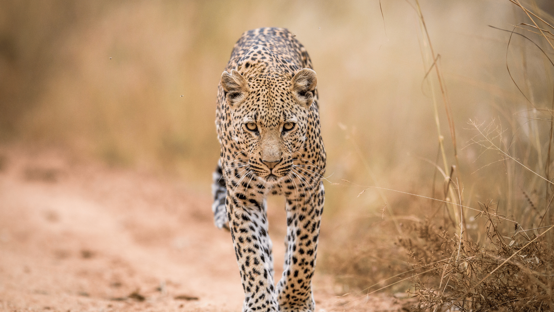 leopard i krugerparken. African Tours & safaris
