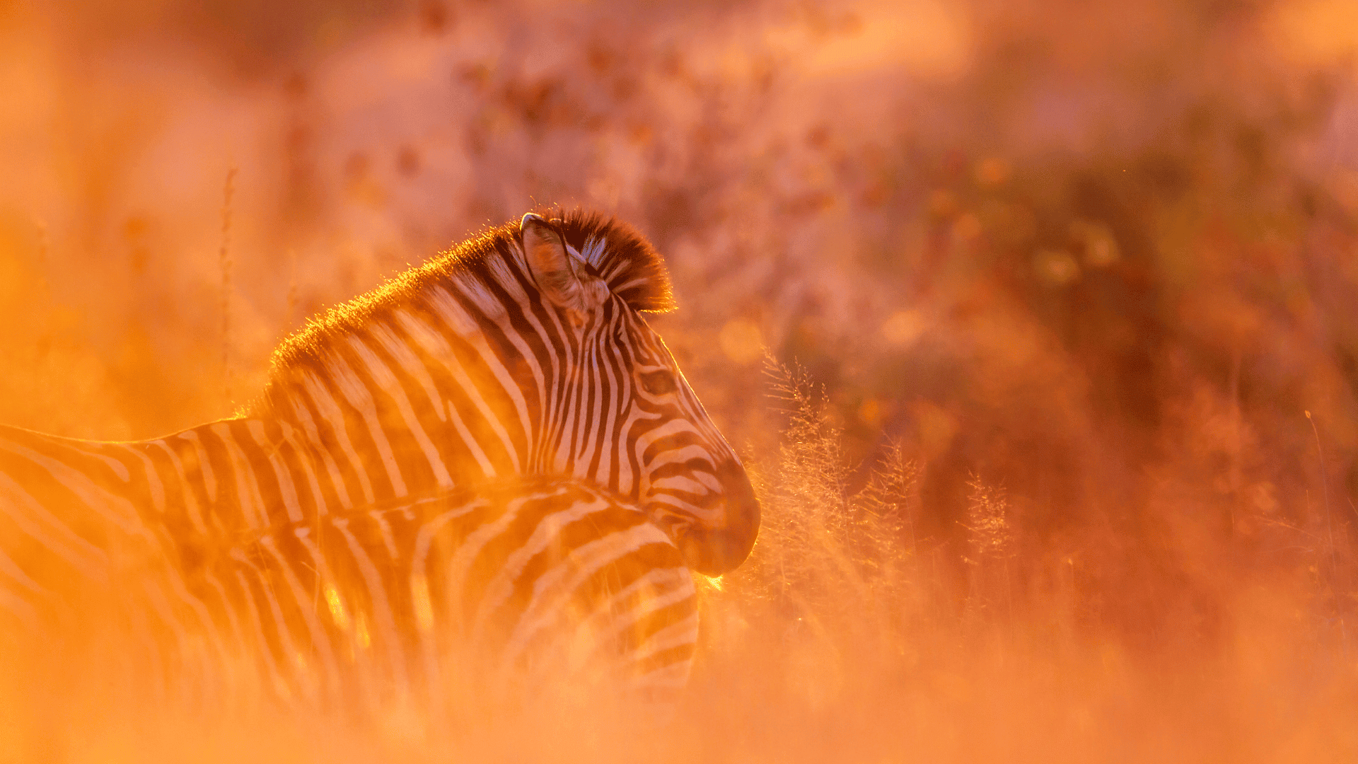 Vild zebra i solnedgångsbelyst savann med gyllene ljus, Afrikanska safariturer, exotisk djurliv, safariupplevelse, Afrikansk natur och vildmarksäventyr.