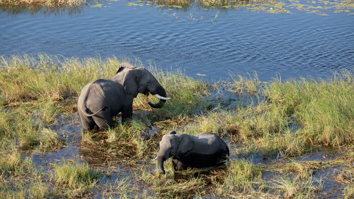 Elefanter i Okavangodeltat från ovan