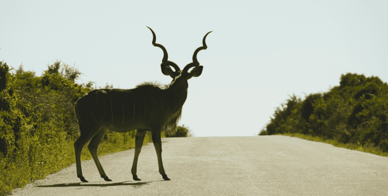 Single trip page image
