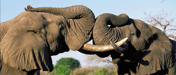elefanter i tanzania