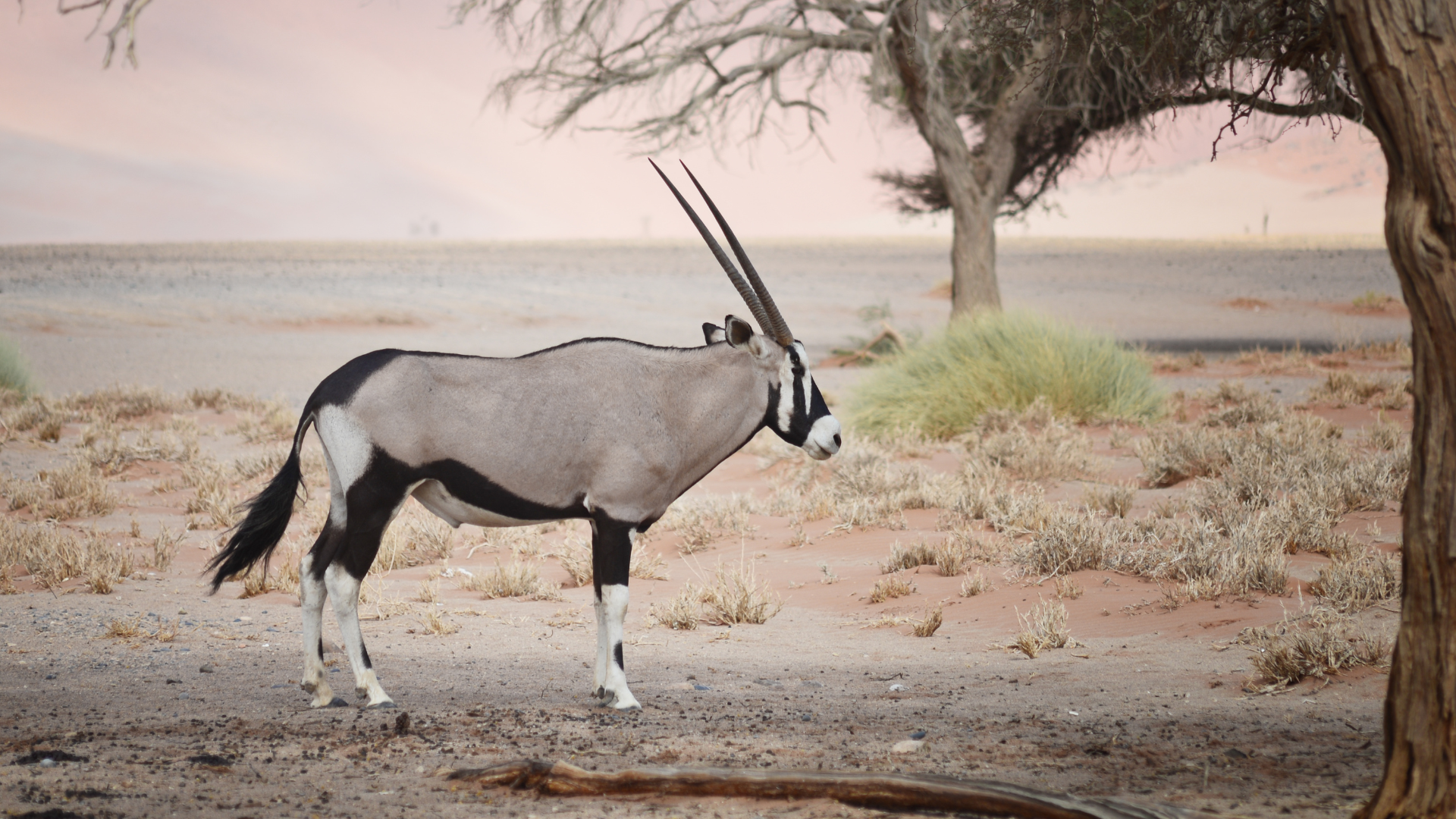 Oryx i den namibiska öknen