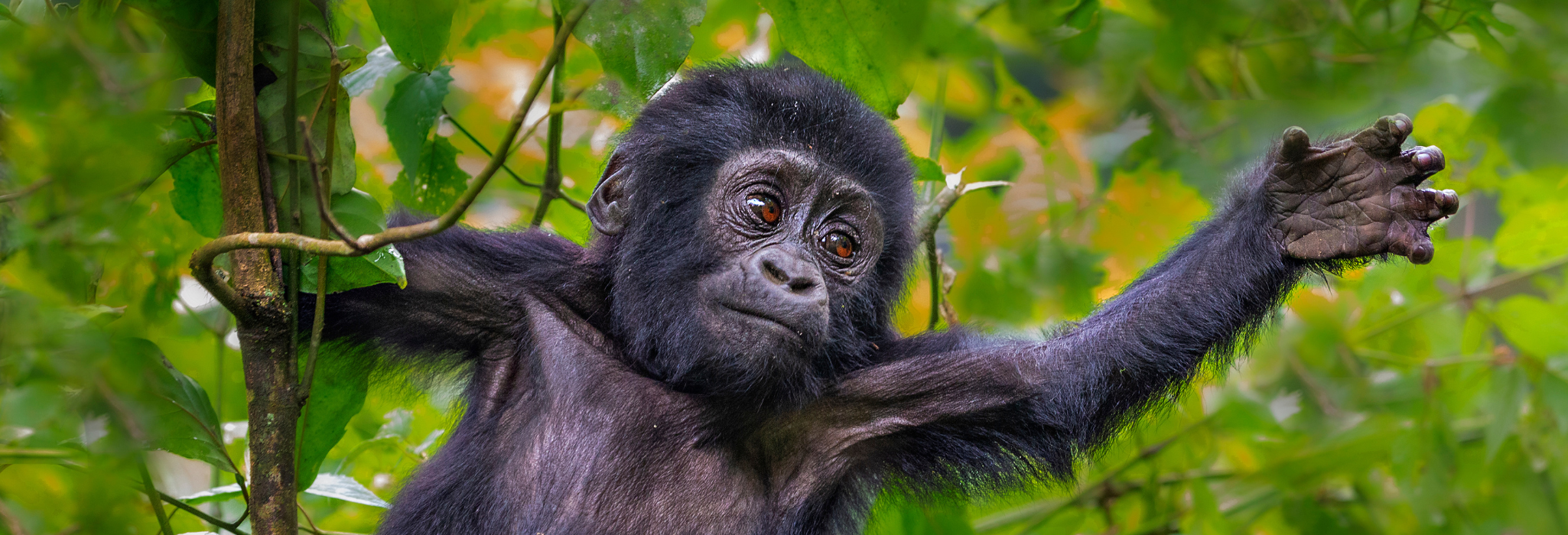 Gorillaunge i Uganda