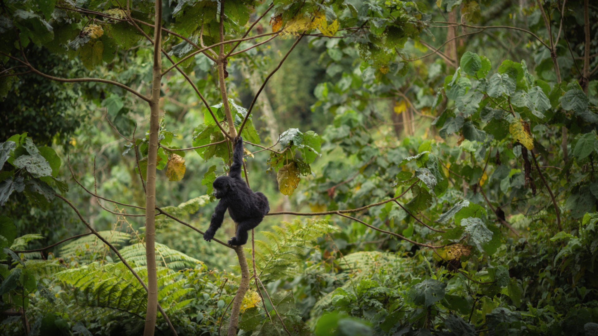 Rwanda gorillaunge klättrar