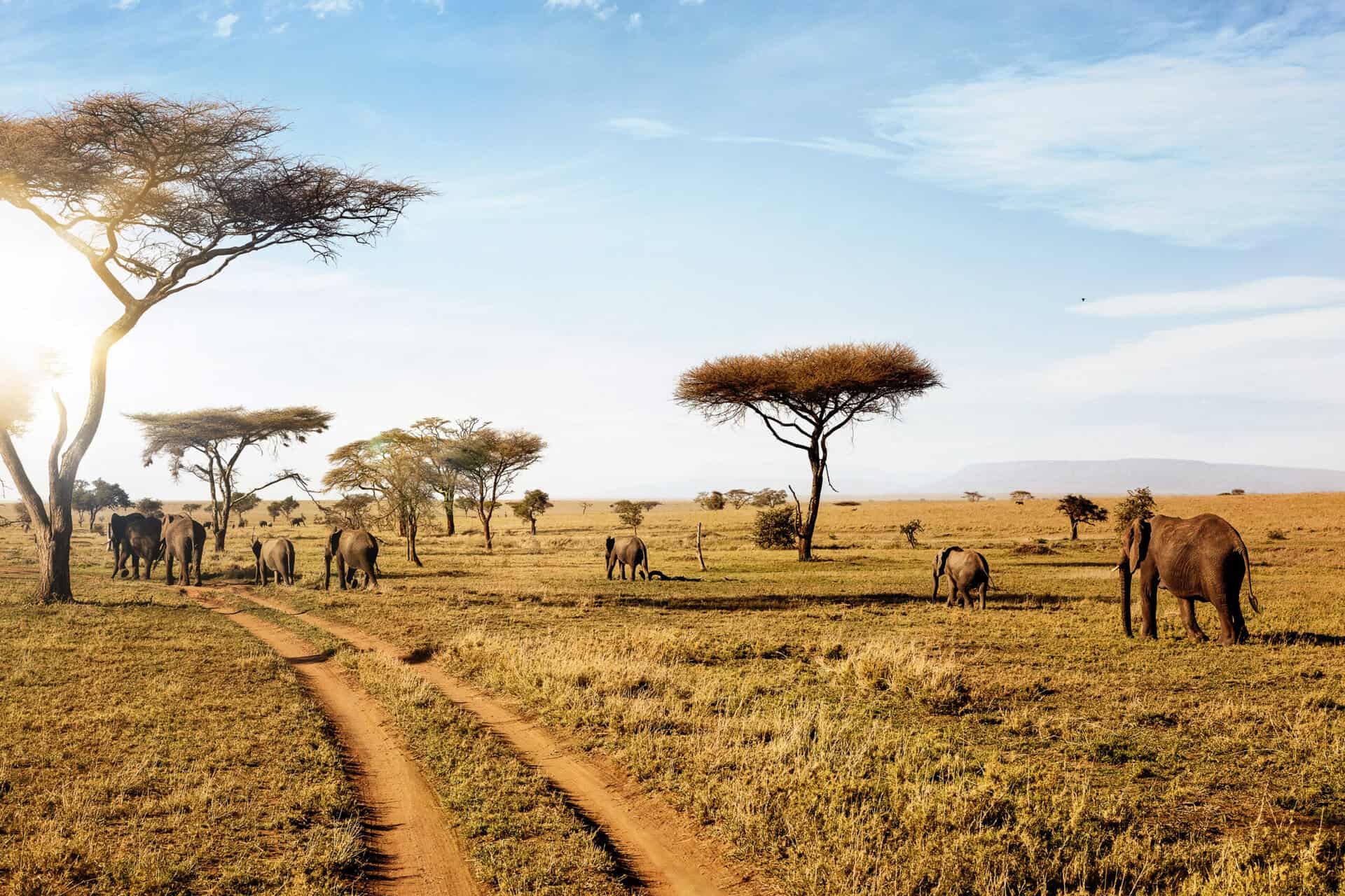 hord med elefanter i tanzania