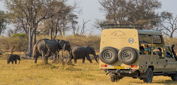 safari i botswana elefant