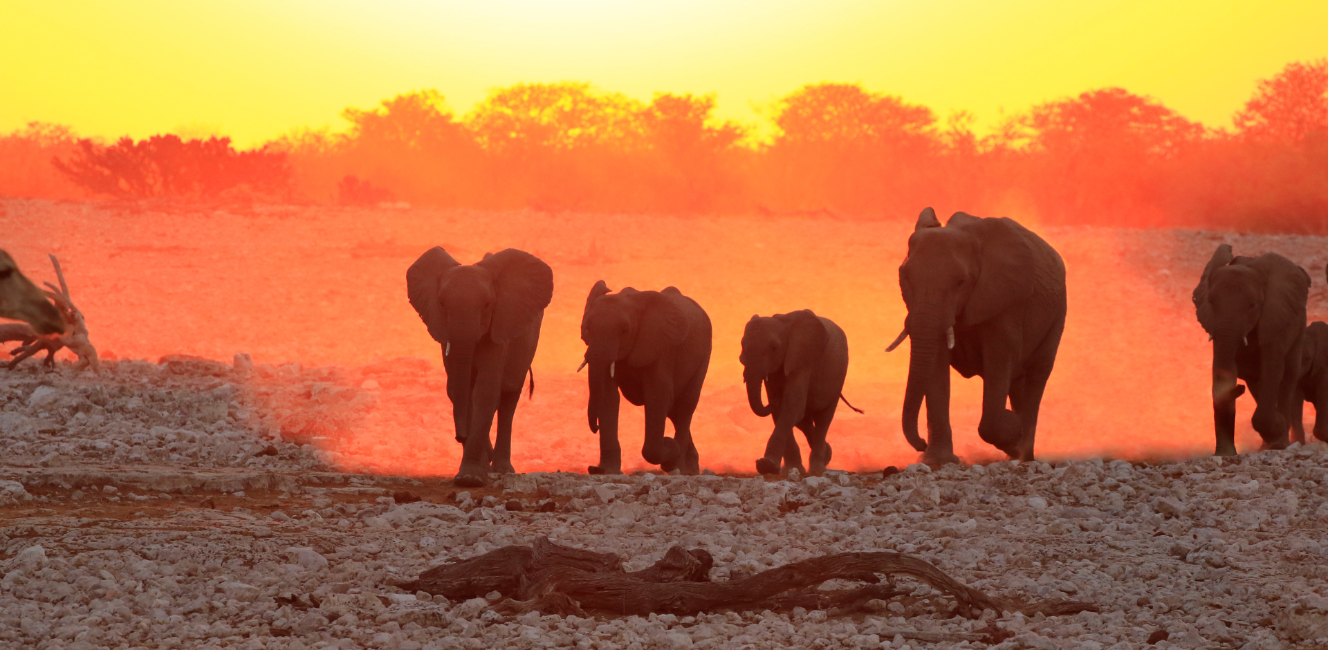 elefanter i öknen i namibia