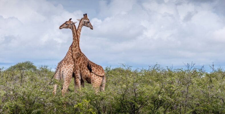 Single trip page image