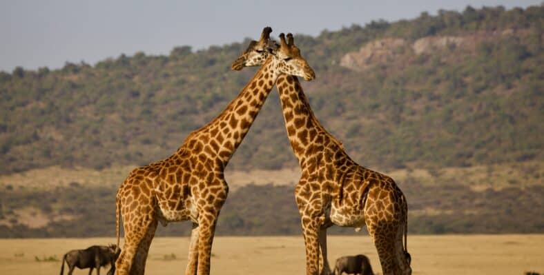 Single trip page image