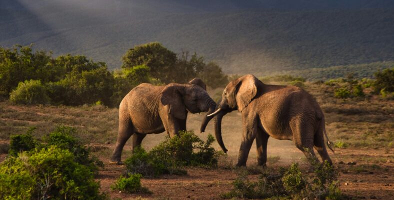 Single trip page image