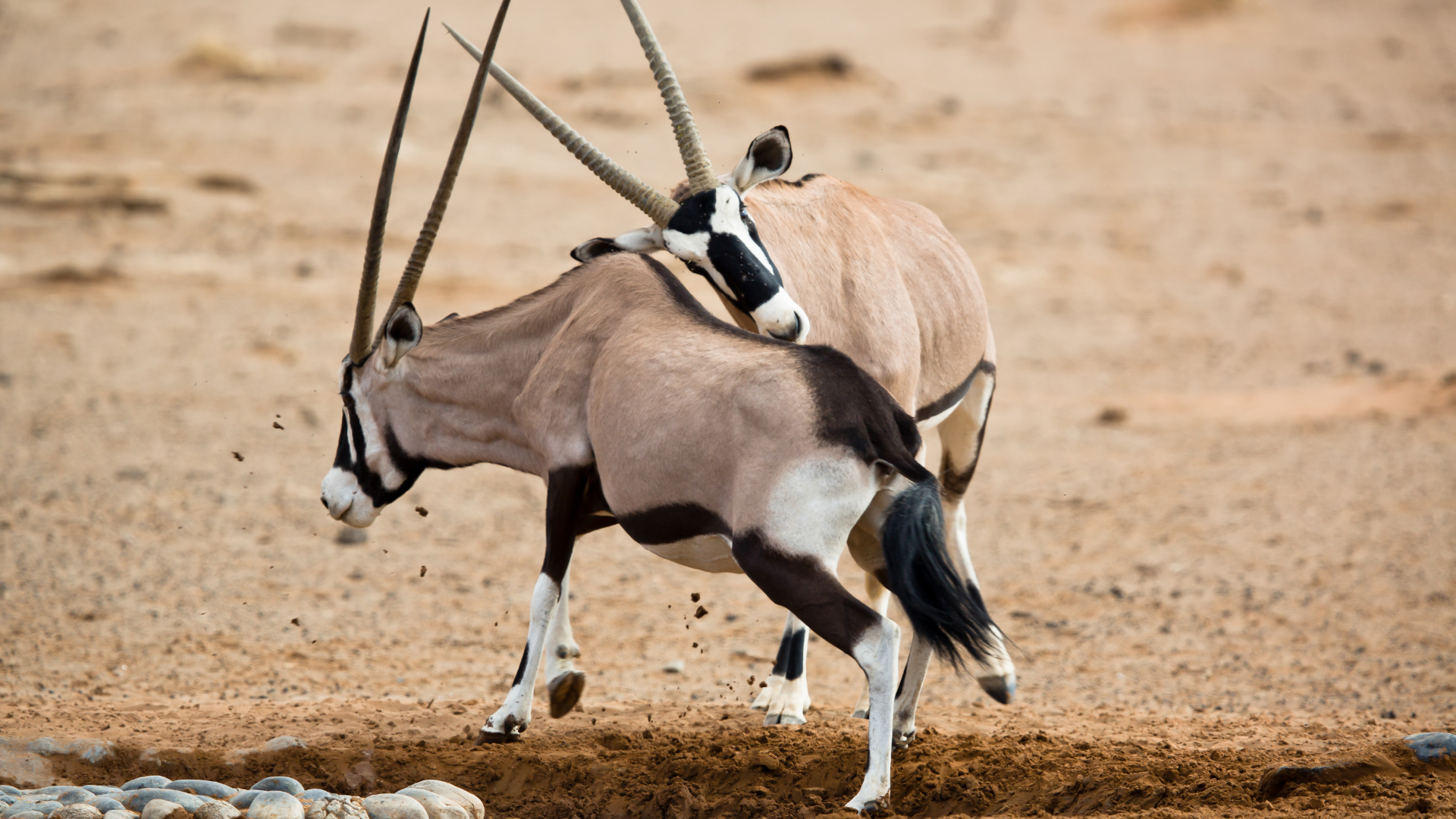 Oryx i den namibiska öknen