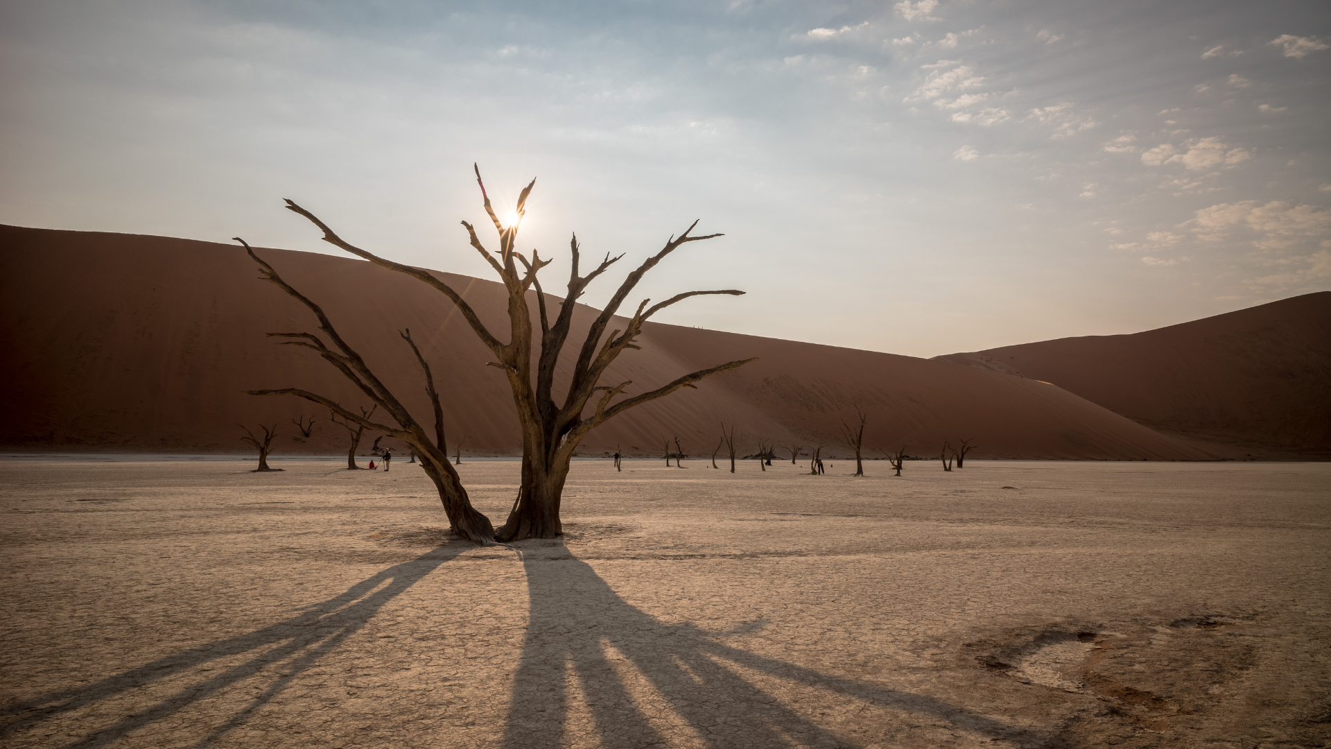 de berömda träden i Deadvlei namibia