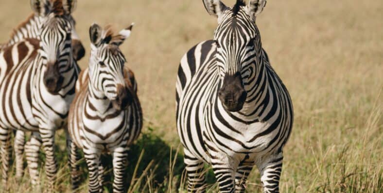 Single trip page image