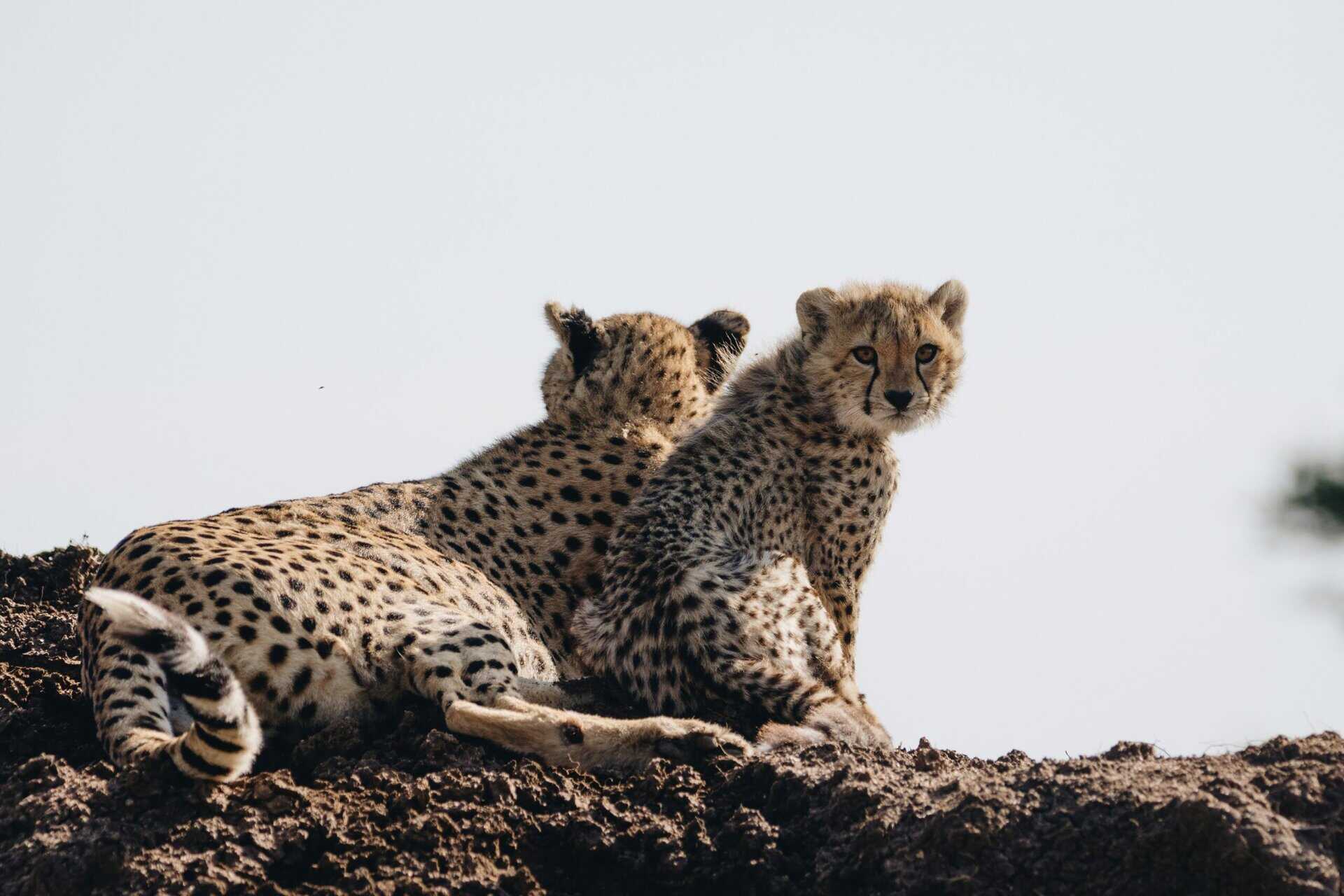 serengeti gepard med unge 2