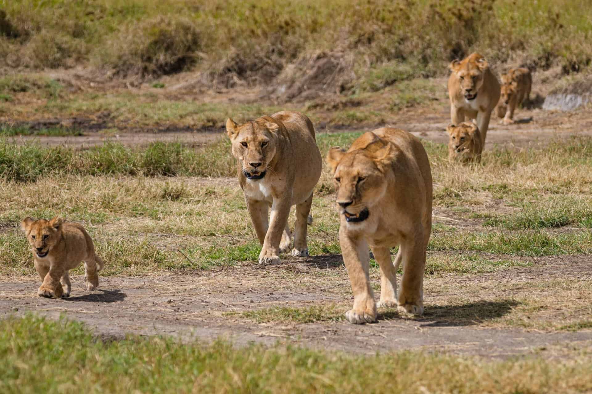 serengeti lejon med ungar