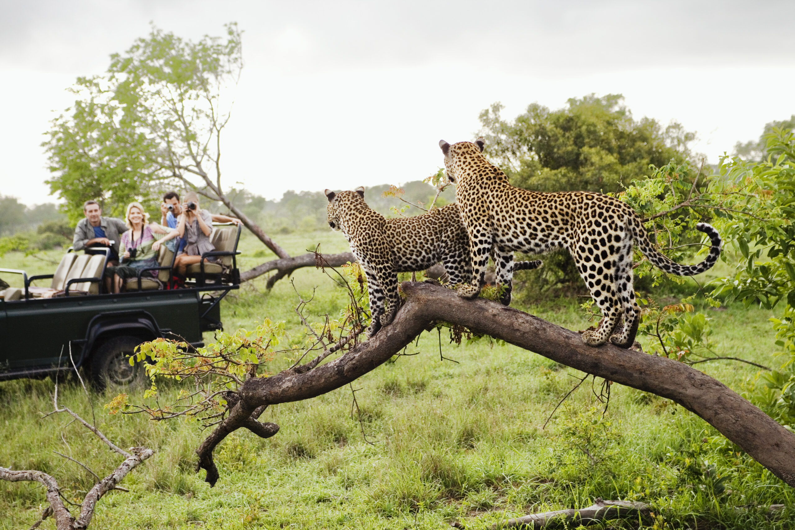 Safari Sydafrika