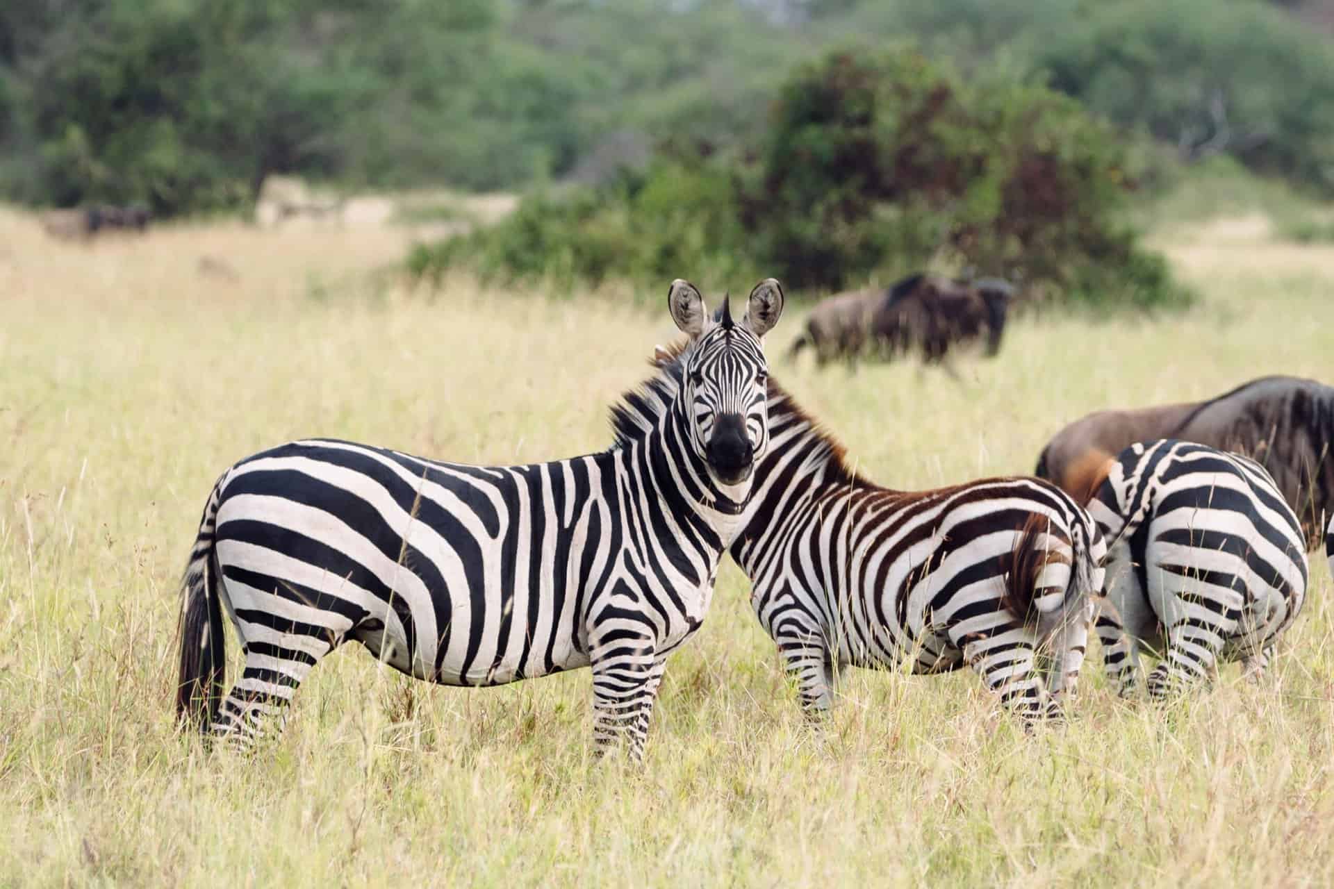 zebror serengeti juni 2025