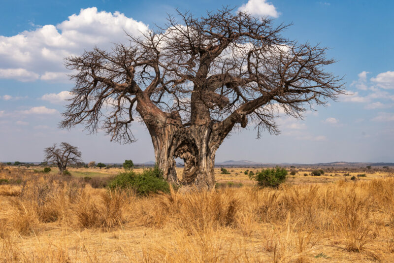 Baobabträd i Ruaha National Park