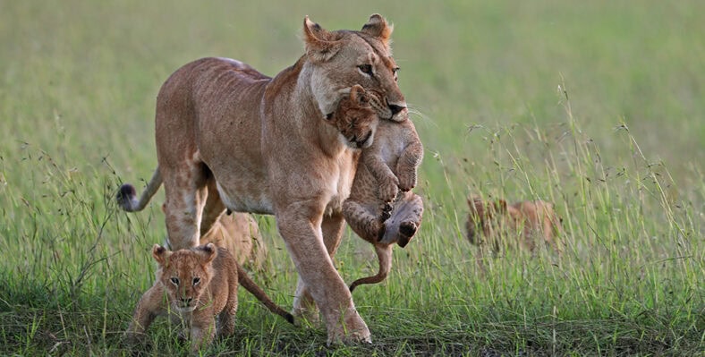 Single trip page image