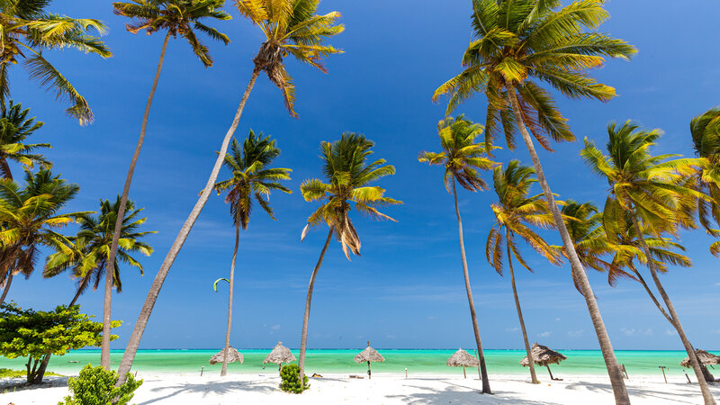 Zanzibar palmer på en strand