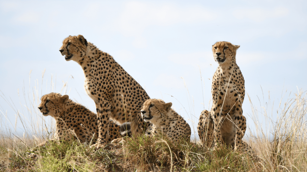 geparder på kulle i masai mara