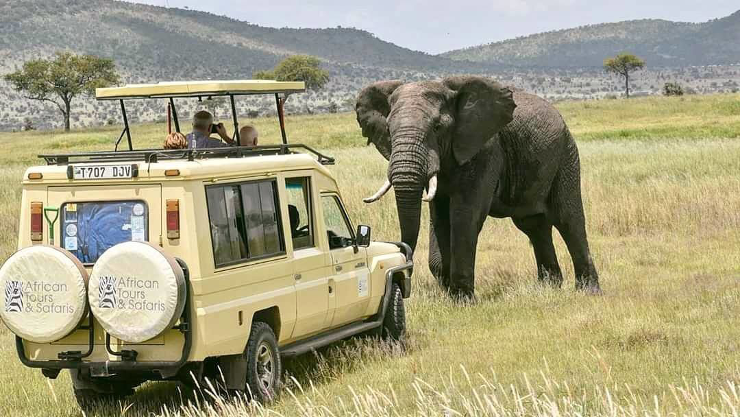 African Tours & Safaris jeep och en elefant