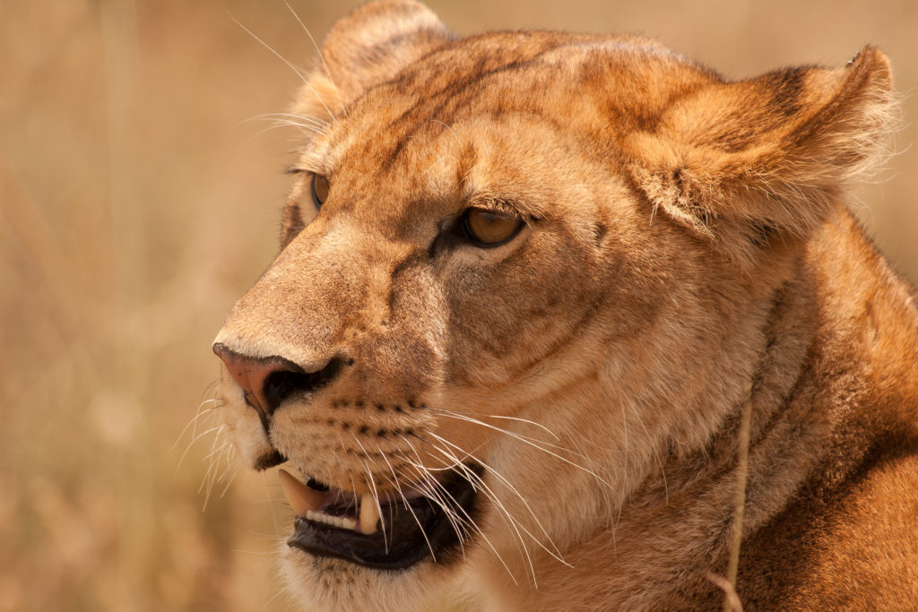 lejonhona i Serengeti
