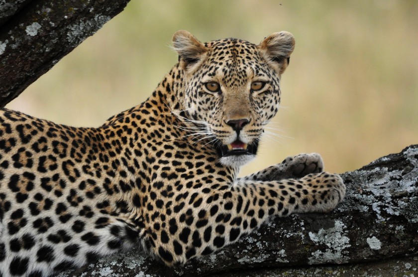 leopard i närbild