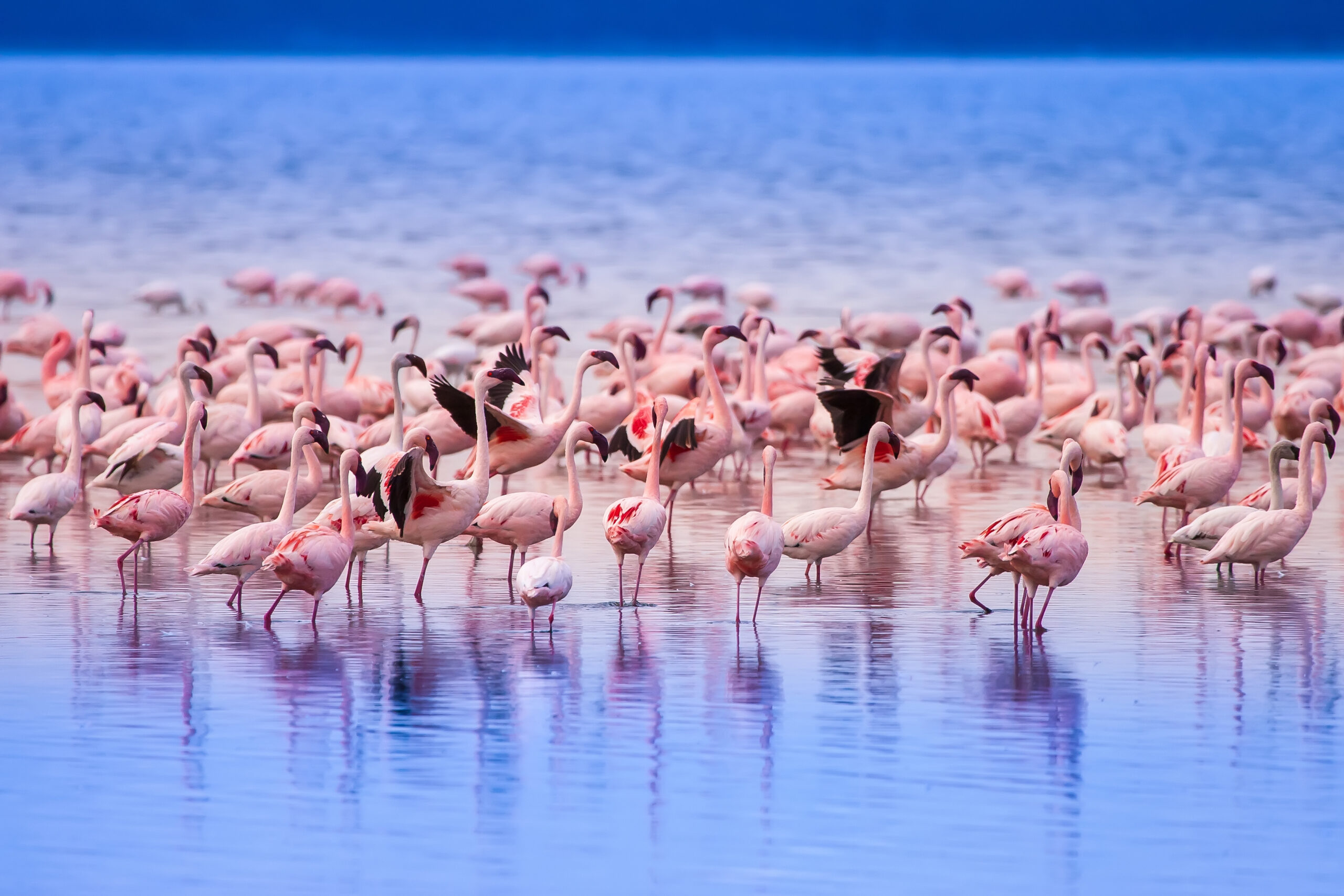 Flamingos i Lake Naivasha, Kenya