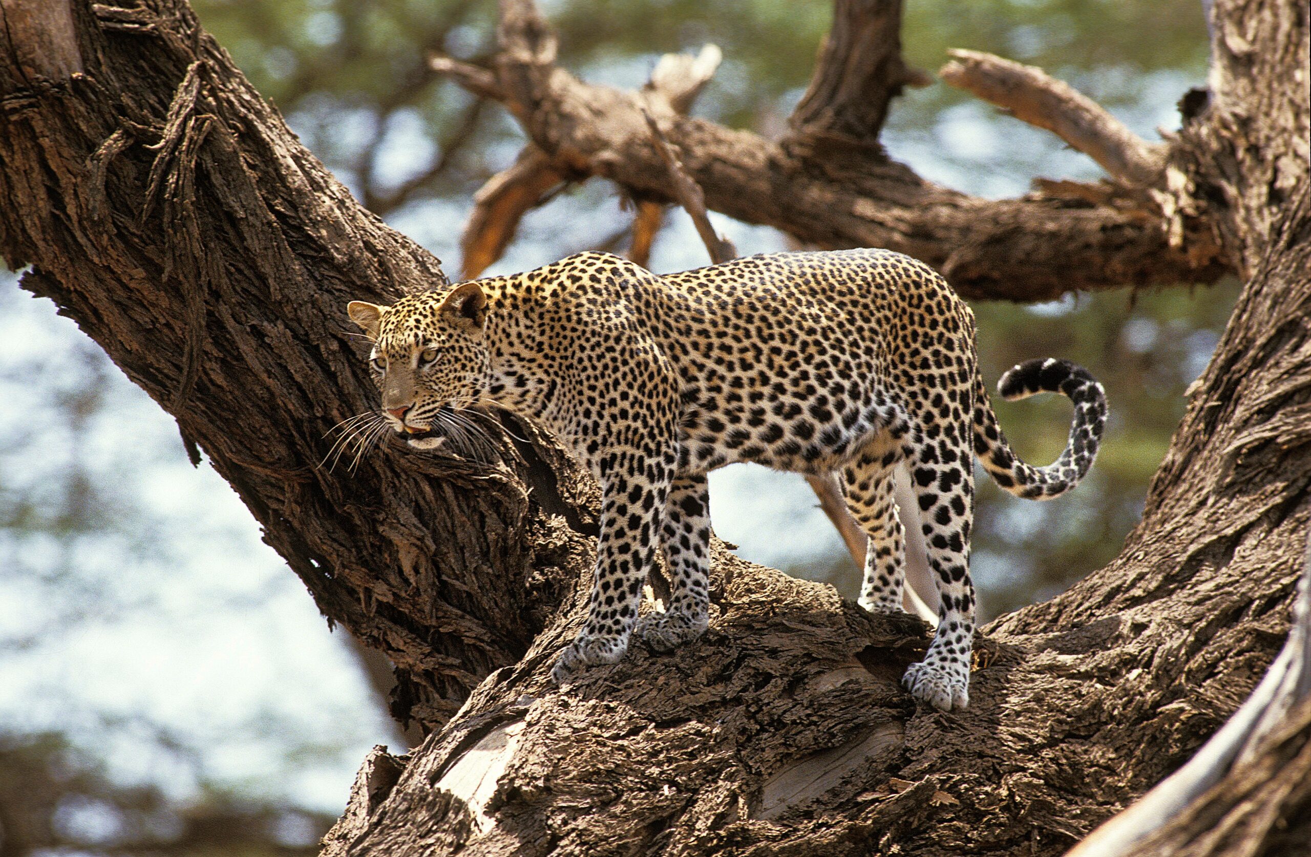 Leopard i Lake Nakuru, Kenya
