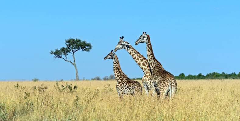 Single trip page image