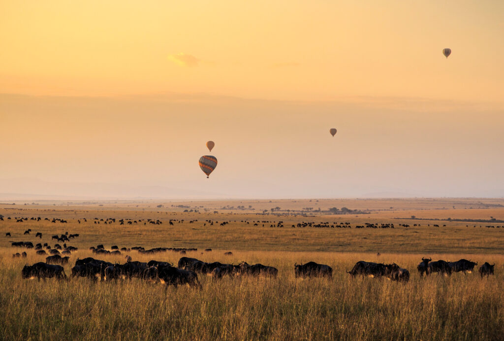 Ballonger över migrationen i Masai Mara Kenya