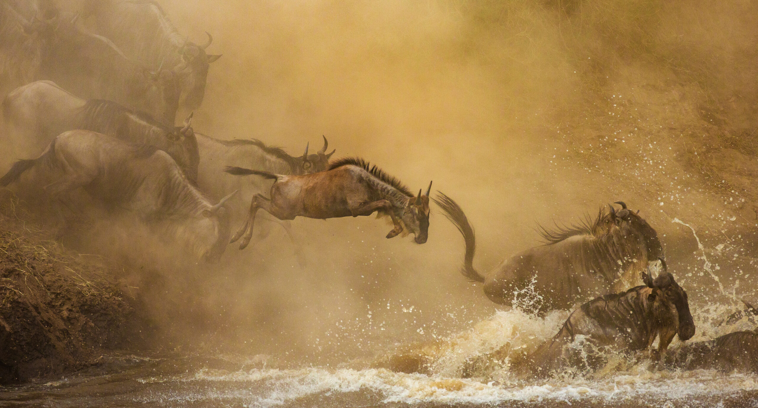 Gnuer hoppar ner i Marafloden i Masai Mara Kenya