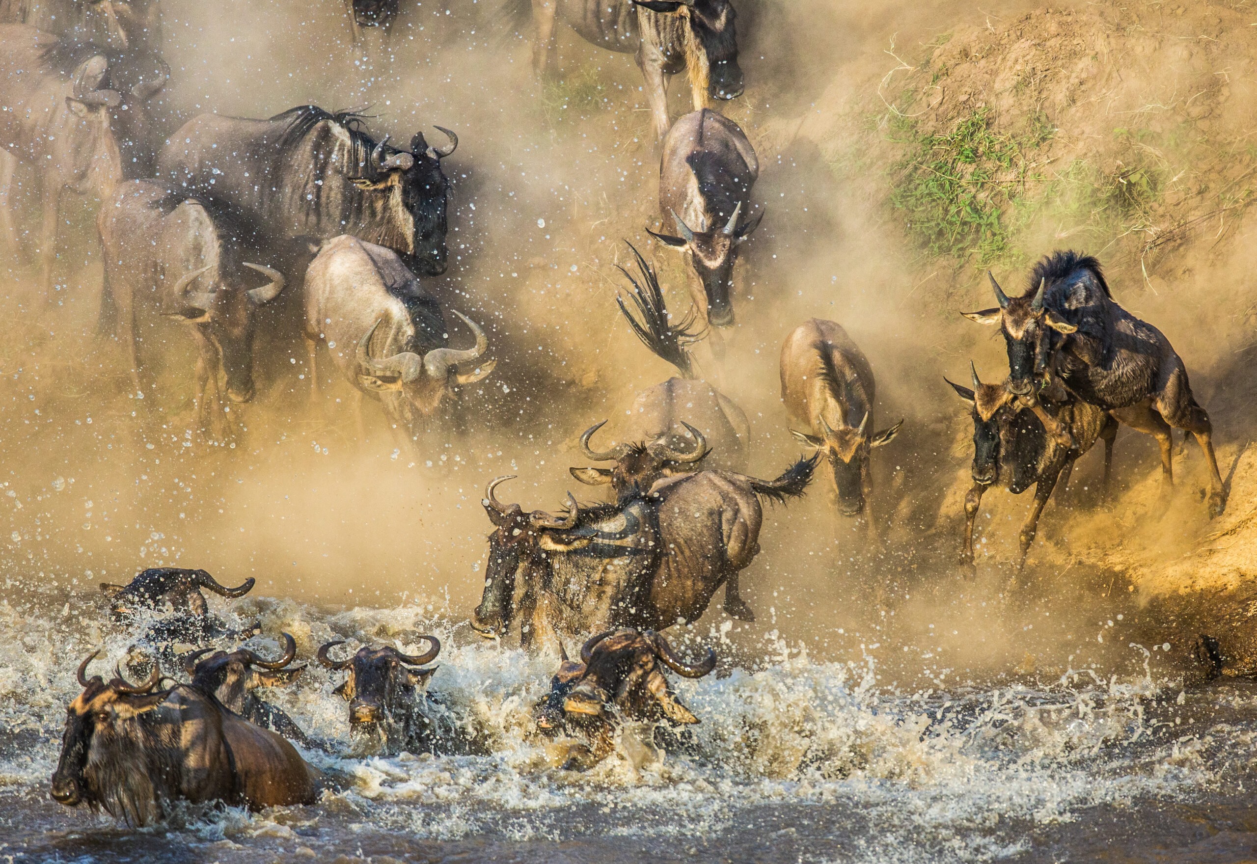 Gnuer kastar sig i Marafloden i Masai Mara