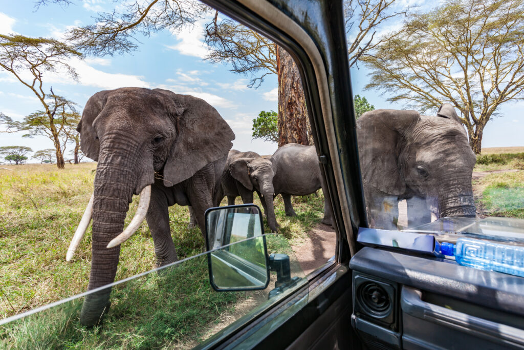elefanter nära safarijeep