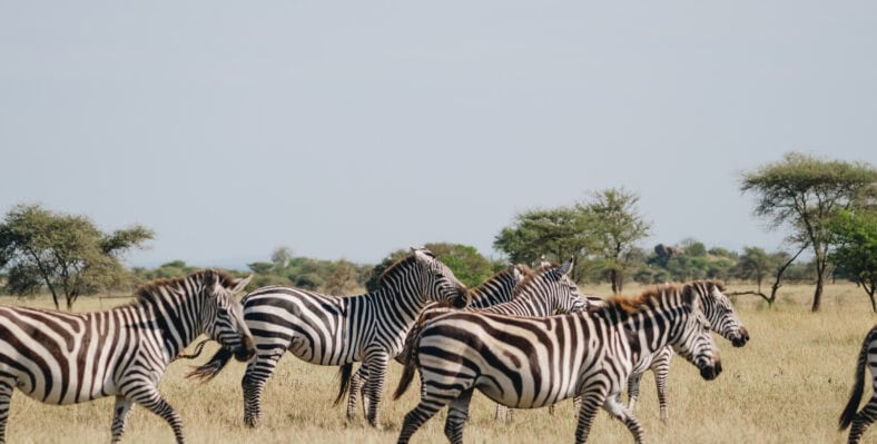 Single trip page image