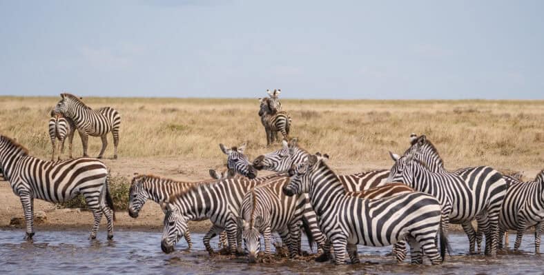 Single trip page image