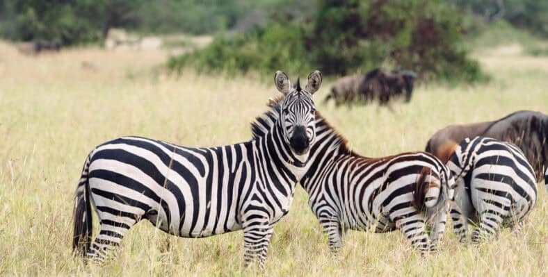 Single trip page image