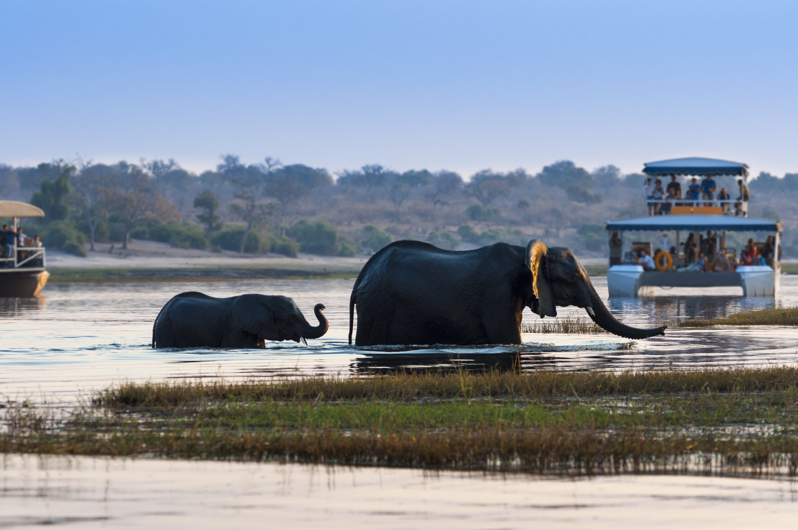 african tours - elefanter i chobefloden botswana