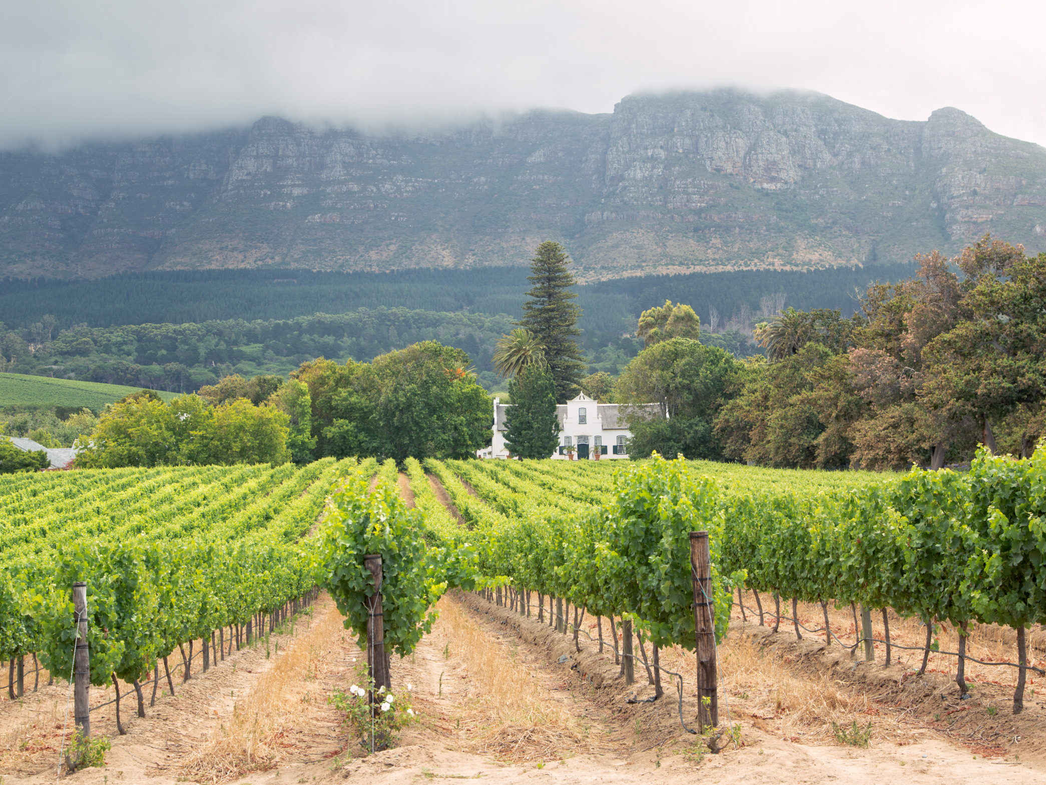 Stellenbosch vingård