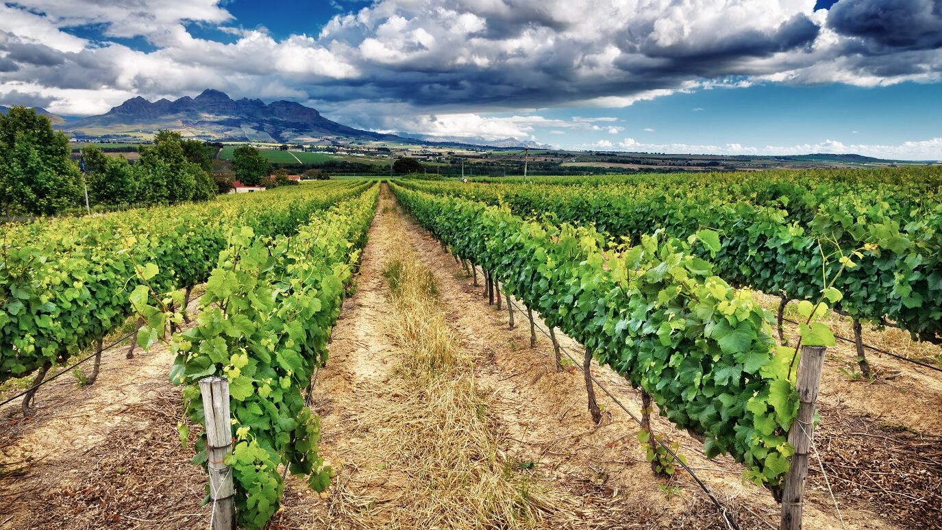 vingård i Sydafrika