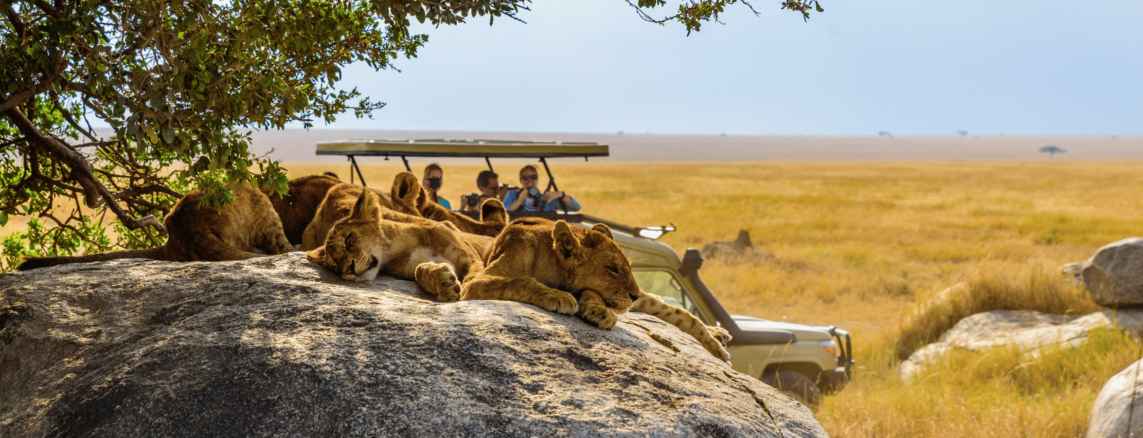 lejon sover safari
