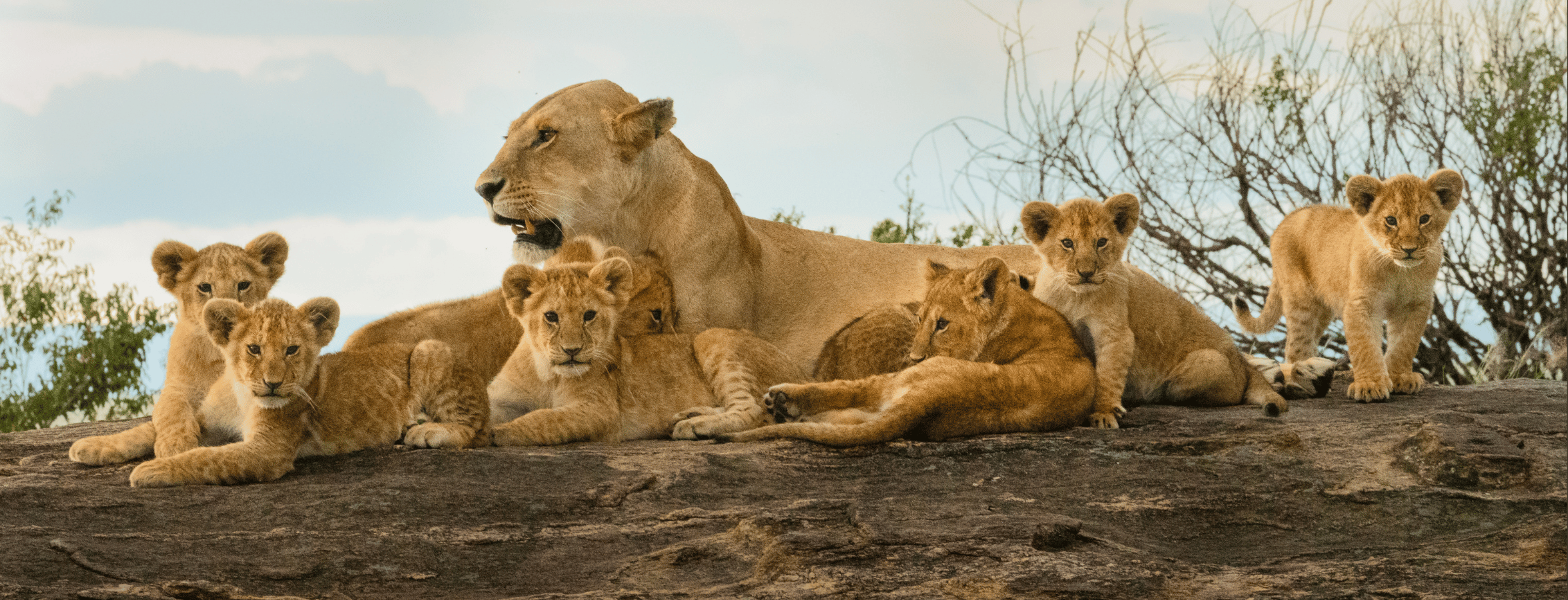 lejonfamilj vilar i afrika