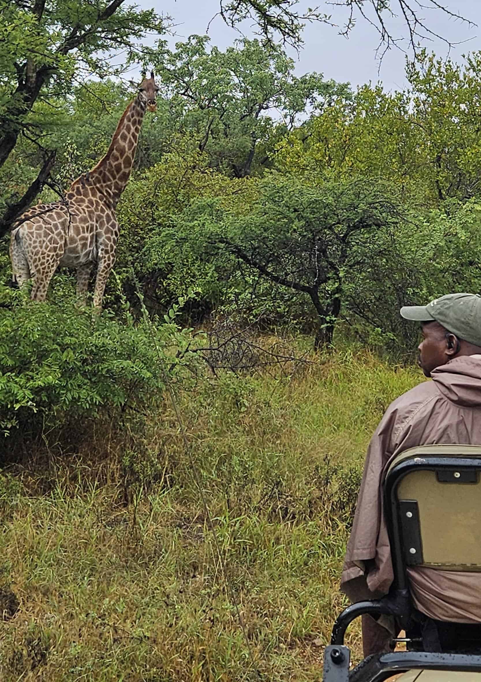 Giraff vid safarijeep i Sydafrika