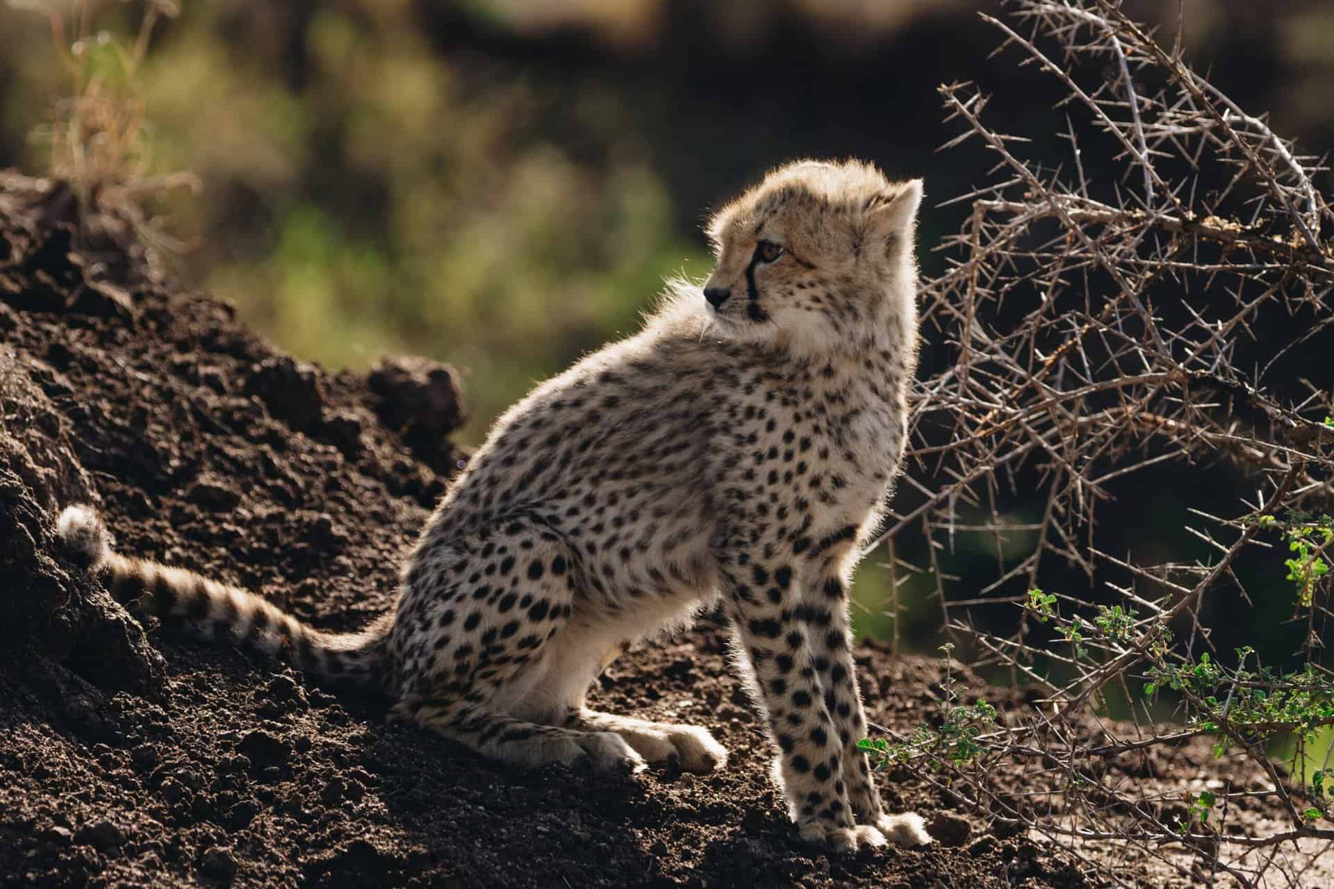serengeti gepardunge