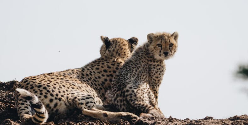 Single trip page image