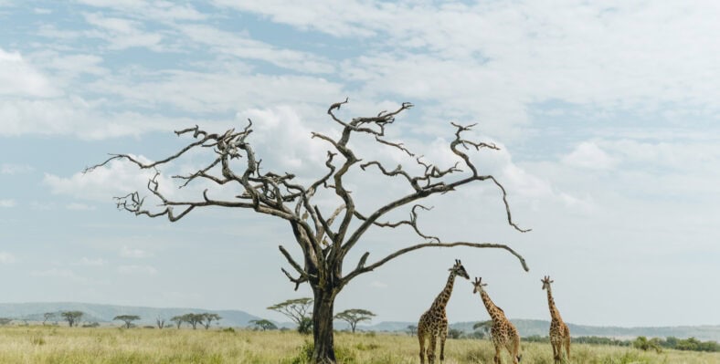 Single trip page image