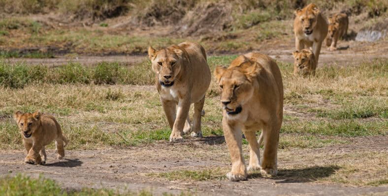 Single trip page image